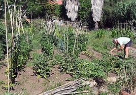 Zona de huertos de Arboretum, en una imagen de archivo.