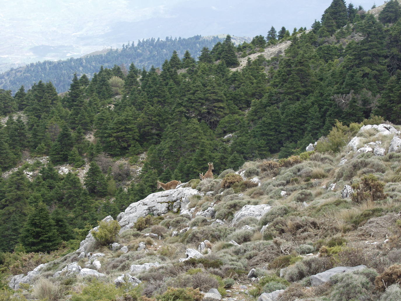 Pinsapos y un rebaño de cabra montés.