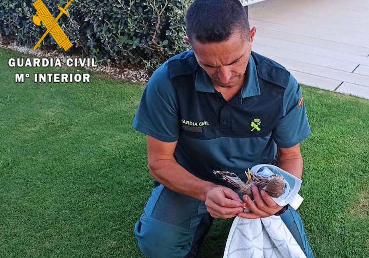 Un agente de la Guardia civil, con el cernícalo rescatado.