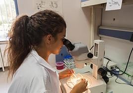 CSIC identifica bioindicadores presentes en la rizosfera tras incendios forestales