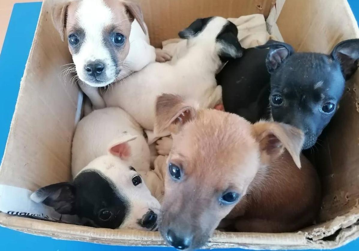 Alertan de «un aumento de los abandonos del 15%» de animales en Andalucía y del «colapso de las protectoras»