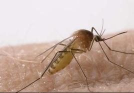 Baja la densidad de mosquitos transmisores del virus del Nilo en Málaga