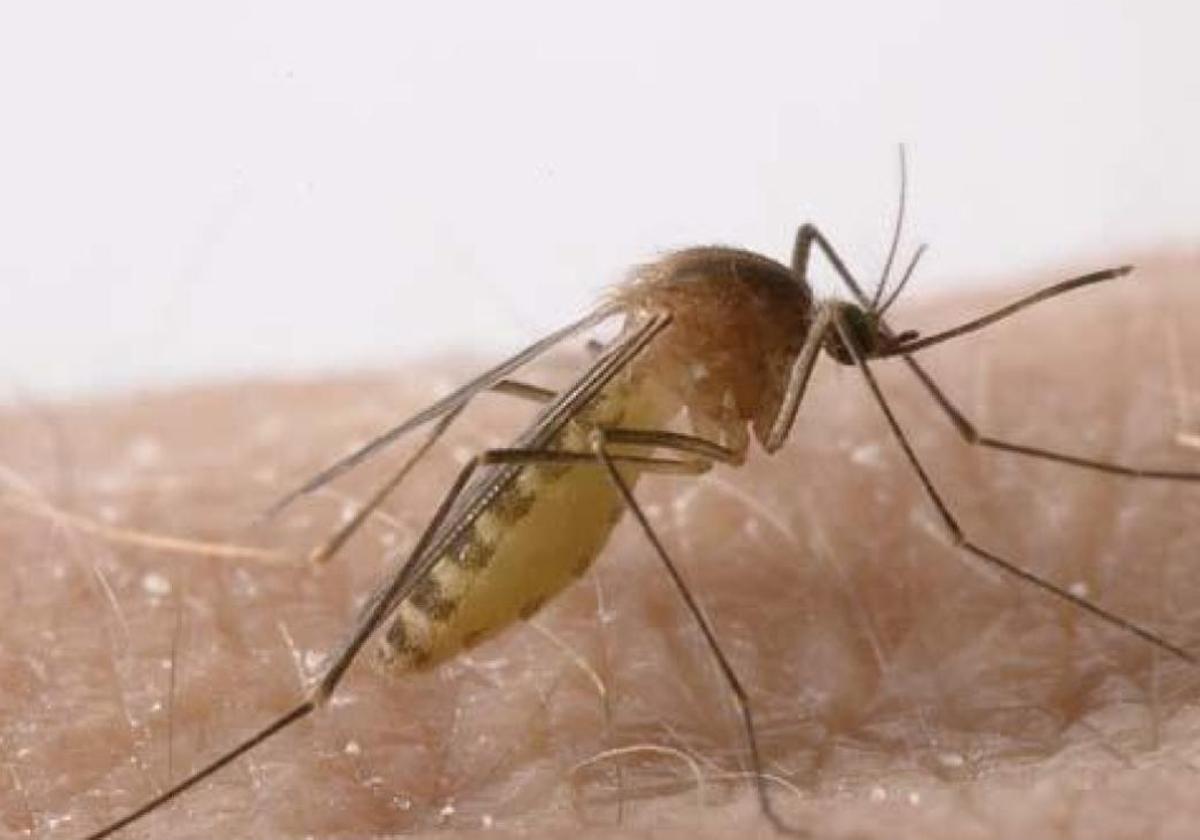 Baja la densidad de mosquitos transmisores del virus del Nilo en Málaga