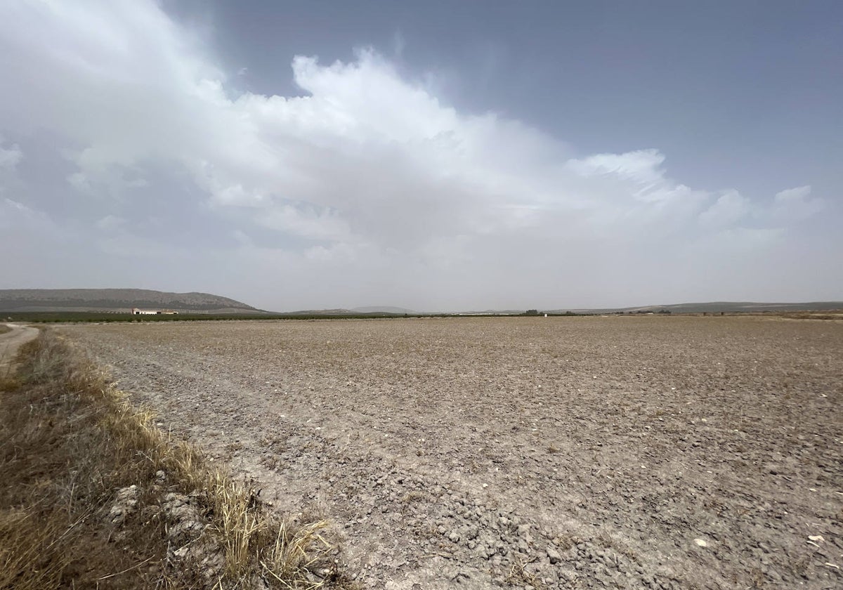 Campo de cultivo afectado por la sequía en Antequera.