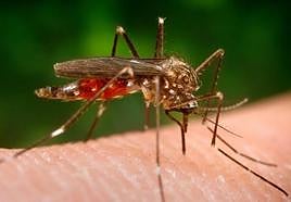 Aumenta la densidad de mosquitos transmisores del virus del Nilo en estaciones de trampeo de Málaga, Córdoba y Sevilla