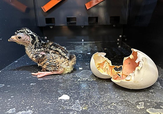 Ejemplar de hocofaisán que nació en el Ayuntamiento.