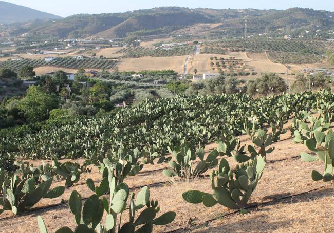 Plantación de El Tío Lo Chumbo, en Coín.