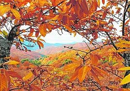 En otoño aguardan imágenes tan coloridas como ésta en este frondoso castañar.