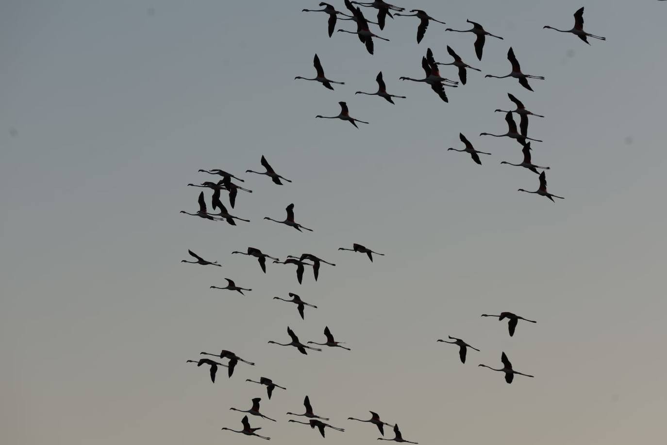 El espectáculo de los flamencos en Málaga