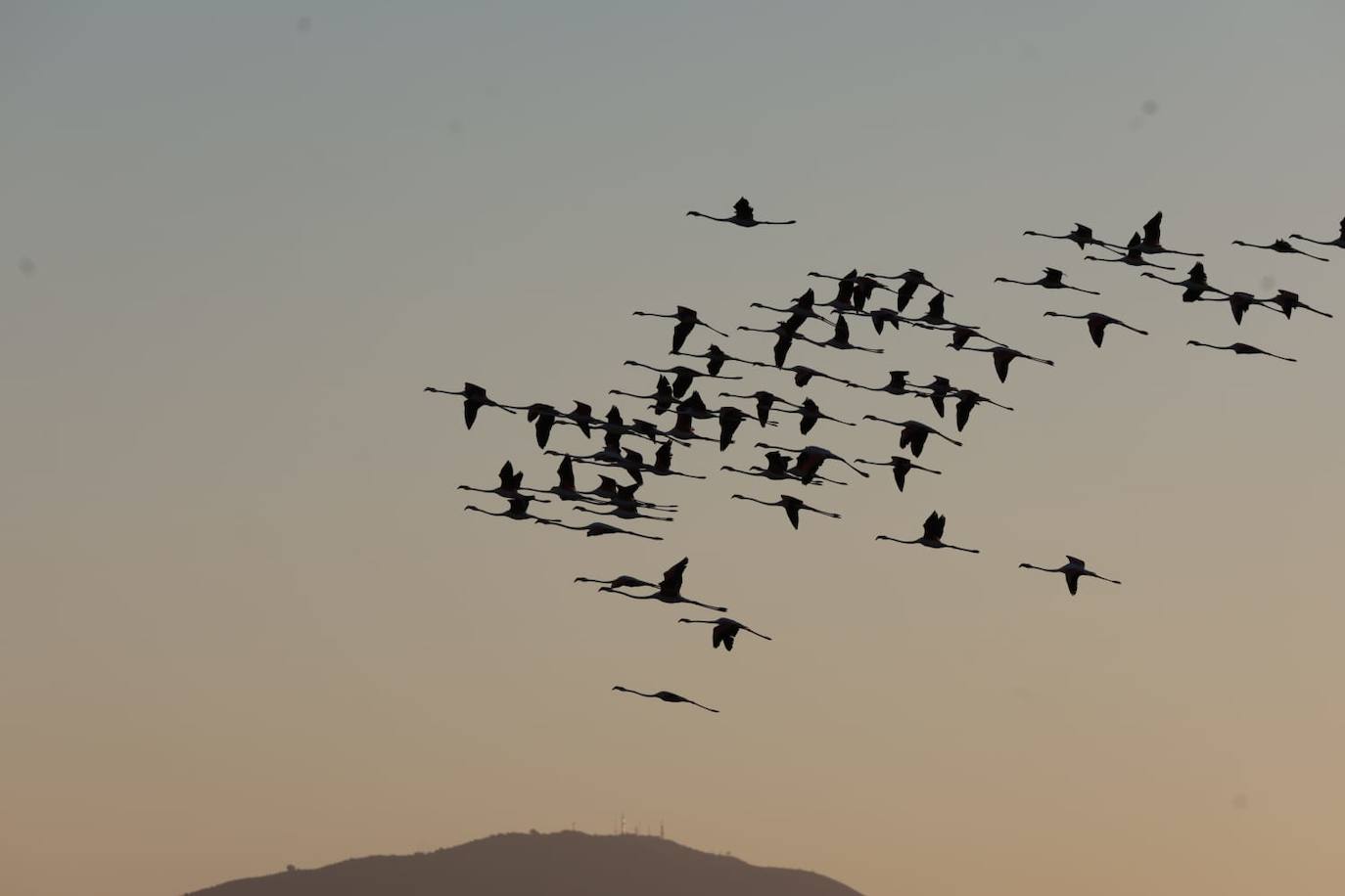 El espectáculo de los flamencos en Málaga