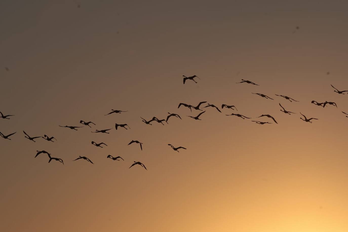 El espectáculo de los flamencos en Málaga