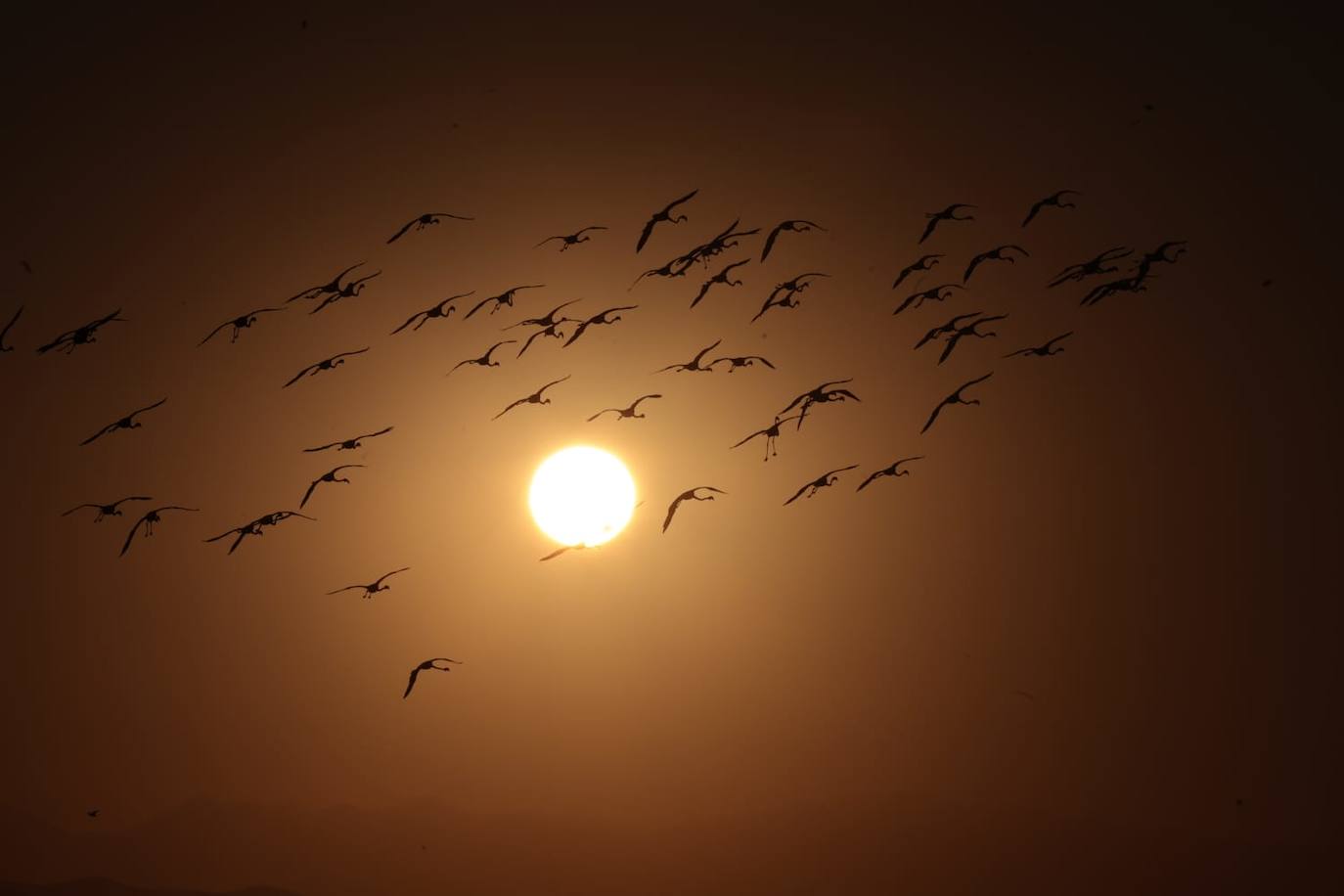 El espectáculo de los flamencos en Málaga