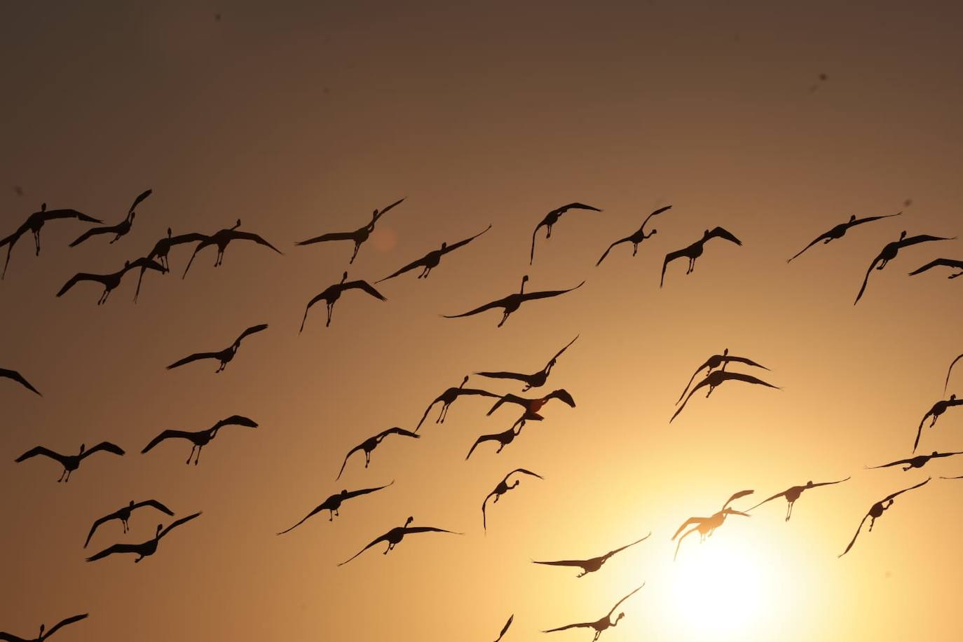 El espectáculo de los flamencos en Málaga