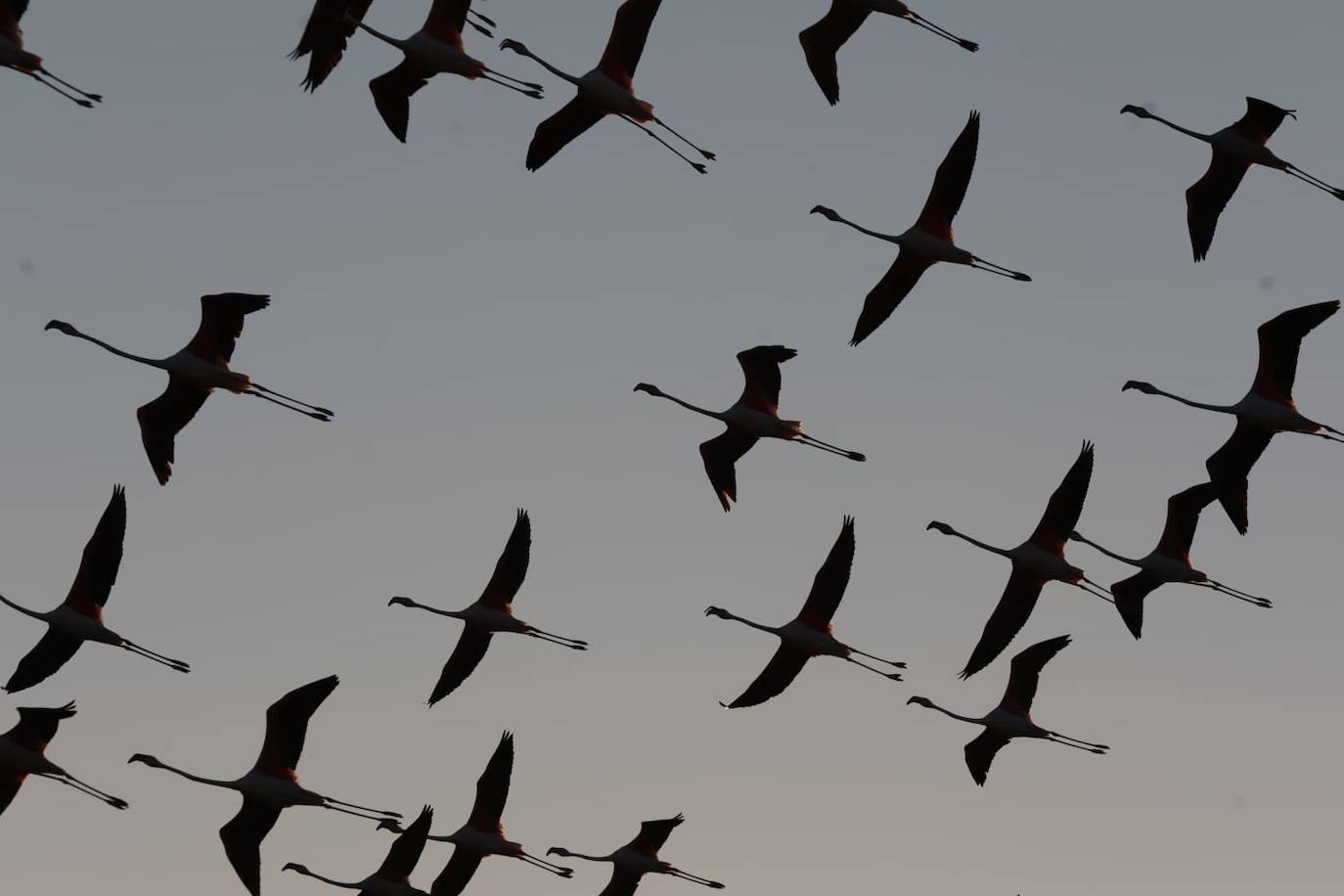 El espectáculo de los flamencos en Málaga