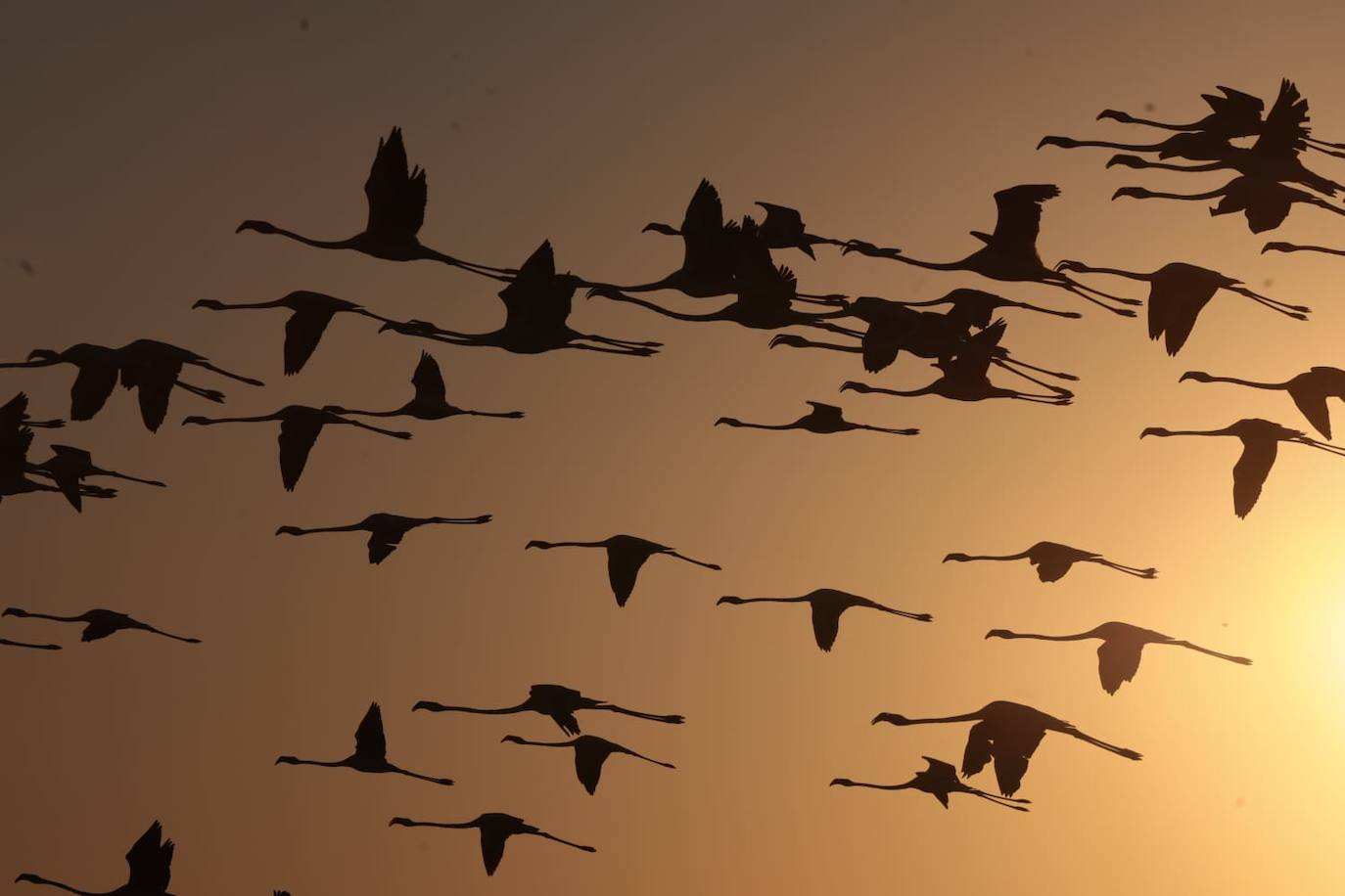 El espectáculo de los flamencos en Málaga