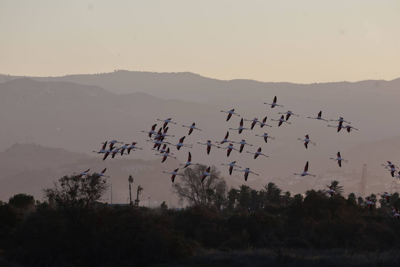 El espectáculo de los flamencos en Málaga