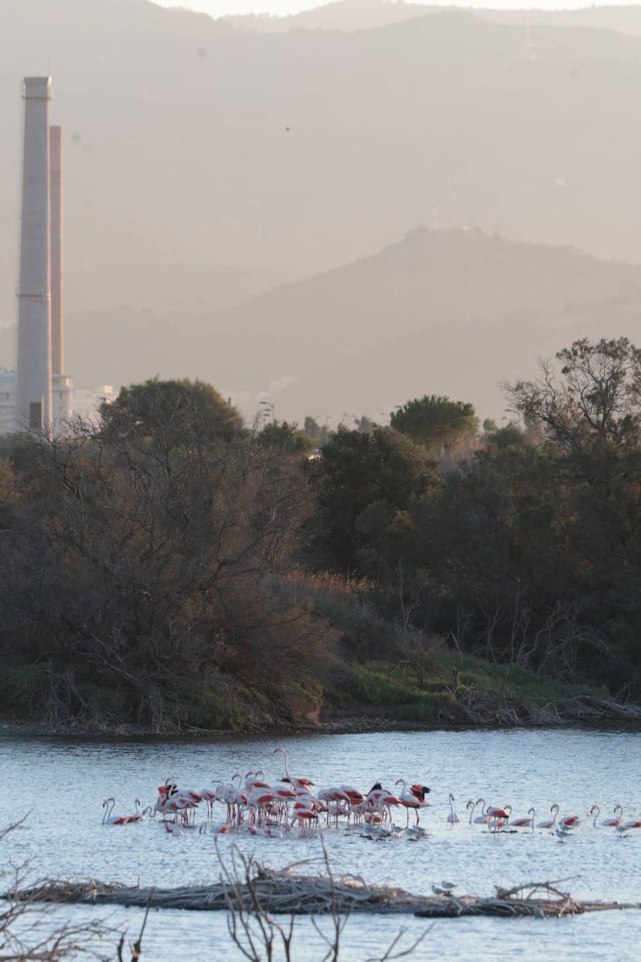 El espectáculo de los flamencos en Málaga