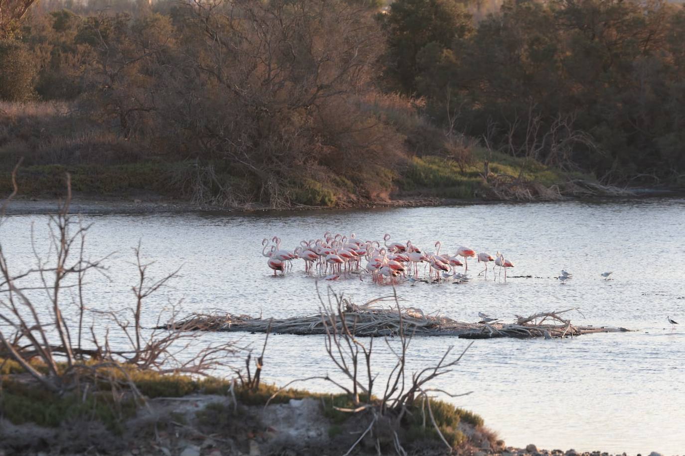 El espectáculo de los flamencos en Málaga