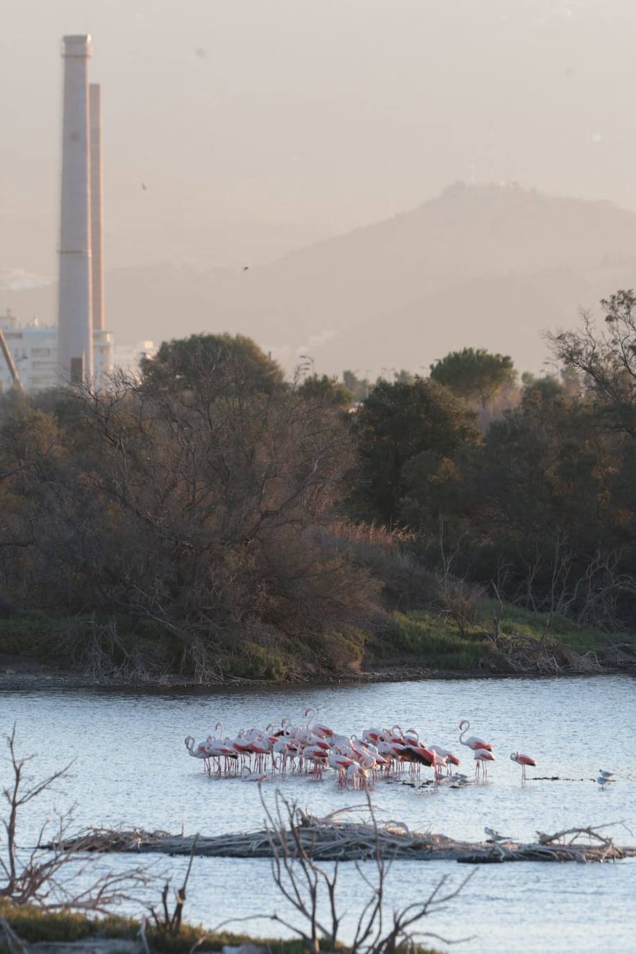 El espectáculo de los flamencos en Málaga