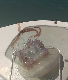 Imagen secundaria 2 - Arriba, suciedad en la playa torroxeña de El Peñoncillo; abajo a la izquierda, natas en la playa de Torre del Mar, y a la derecha, una medusa gigante capturada por un barco 'quitanatas' para ser llevada a alta mar.