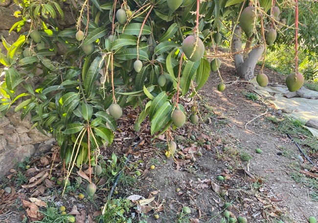 Mangos en una finca de la Axarquía.