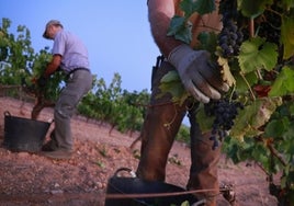 Javier y Francisco Trujillo durante la vendimia de sus uvas tintas en Mollina.