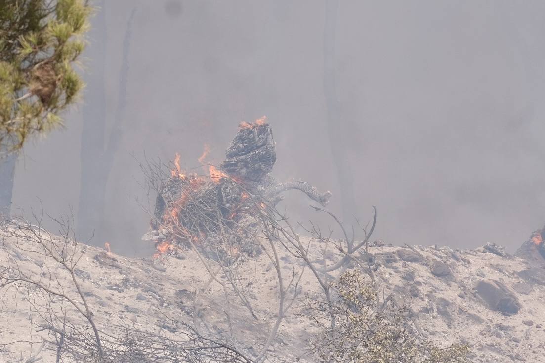 Activado el nivel 1 de alerta por un incendio forestal en Cádiz