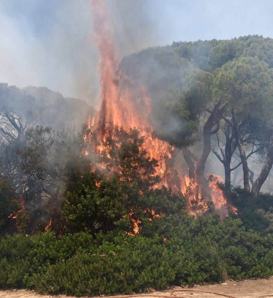 Activado el nivel 1 de alerta por un incendio forestal en Cádiz