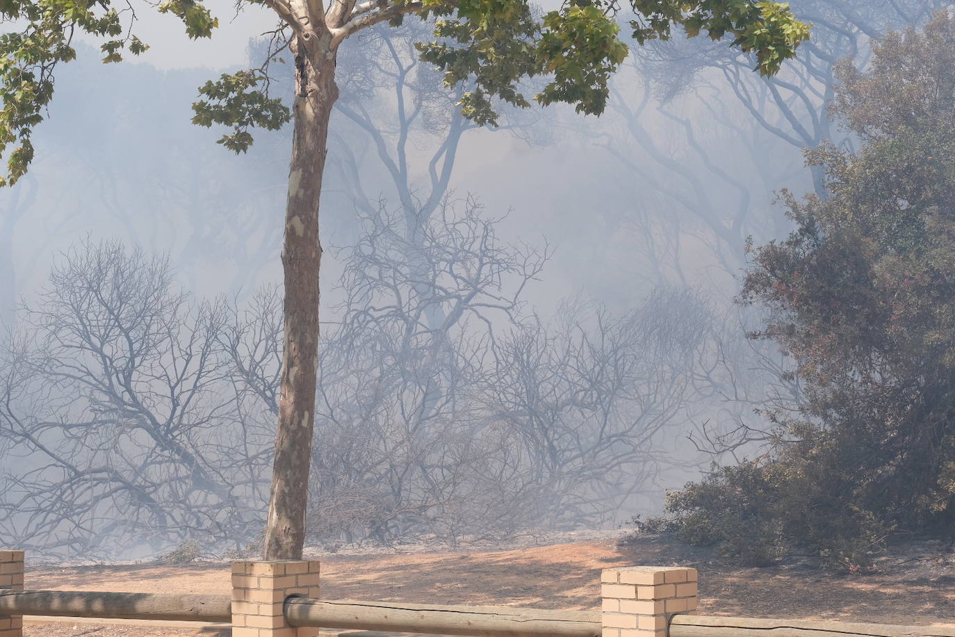 Activado el nivel 1 de alerta por un incendio forestal en Cádiz