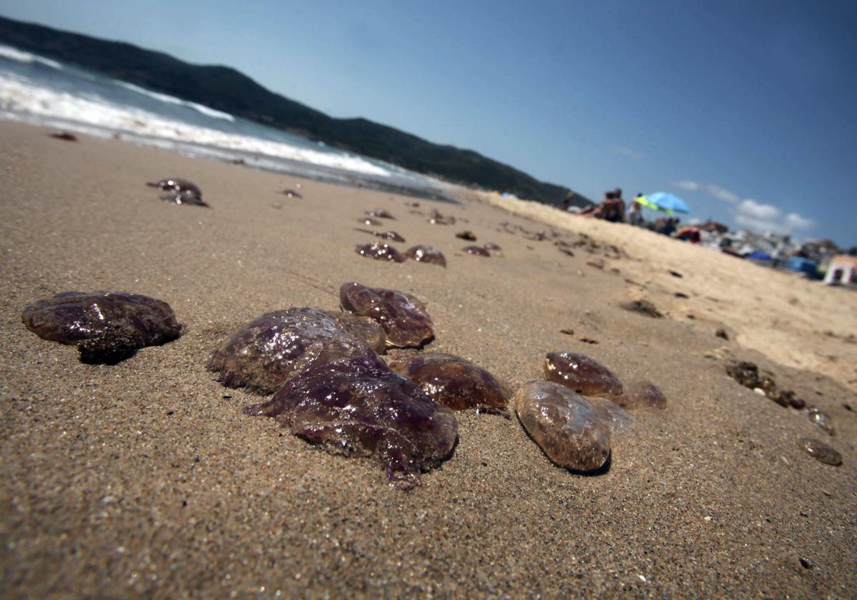 Estas son las playas de Málaga en las que se han avistado medusas este miércoles