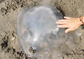 Ejemplar de medusa en una playa de Málaga.