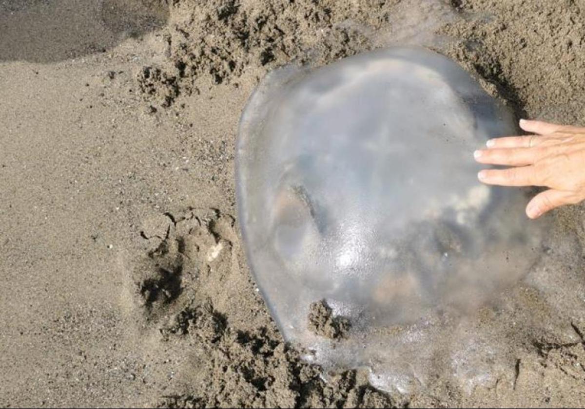 Ejemplar de medusa en una playa de Málaga.