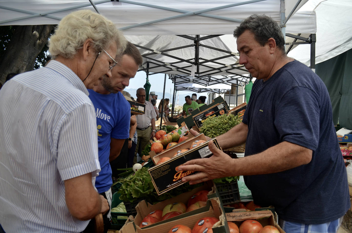El mejor lote de tomate Huevo de Toro 2023