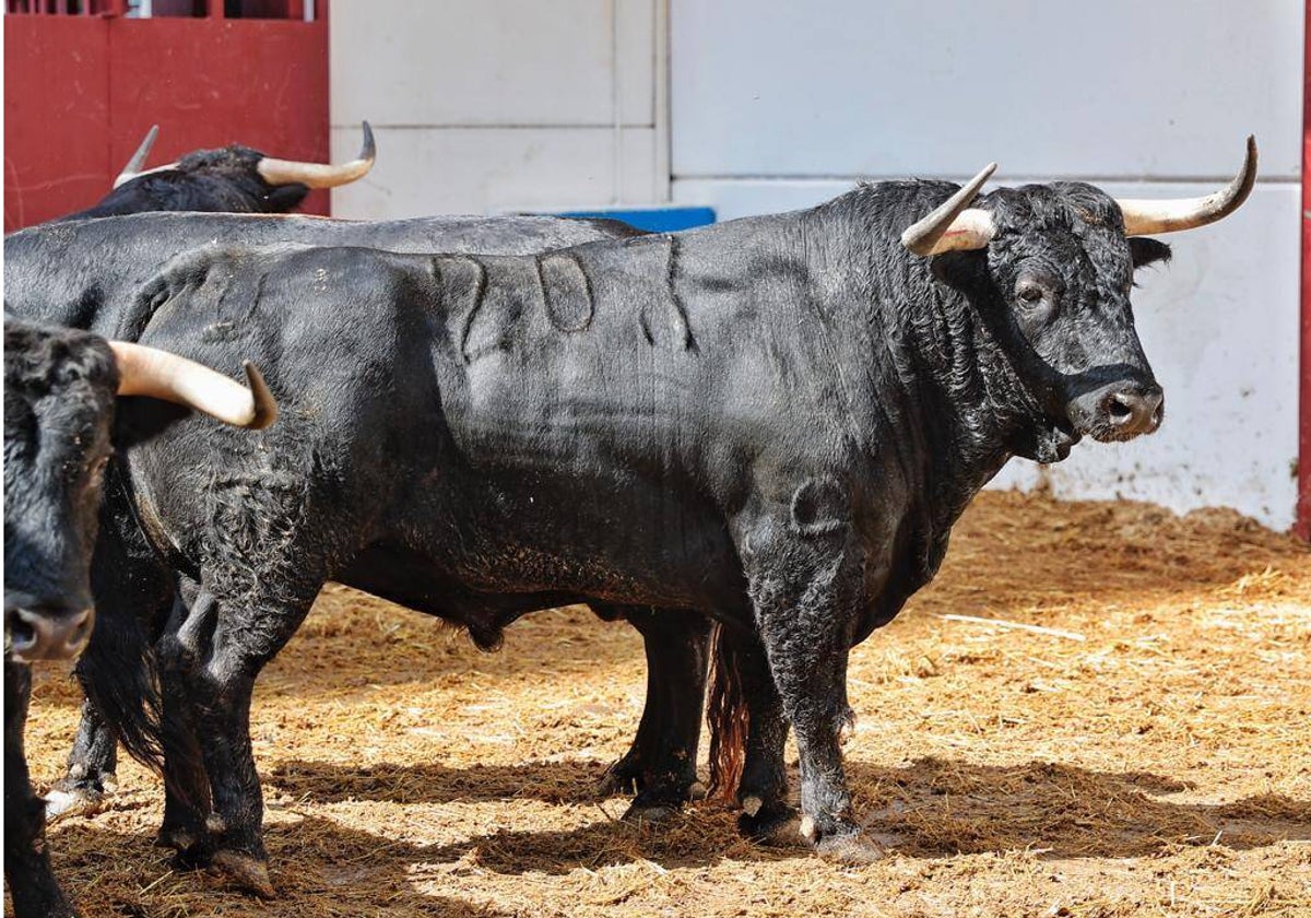 El toro de la alternativa del fuengiroleño.