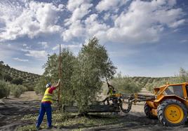 El Gobierno asigna más de 460.000 euros de la reserva nacional de pago básico a los ganaderos y agricultores andaluces