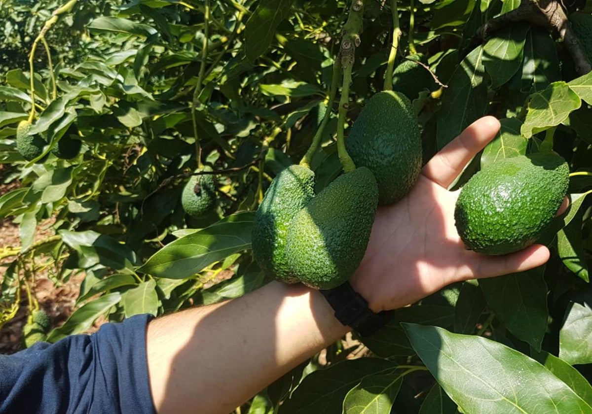 Imagen tomada durante la recolecta de aguacate, en Málaga.