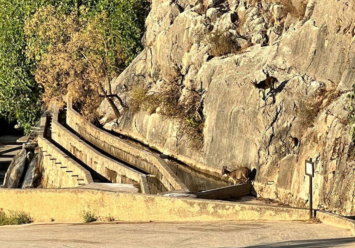 Las cabras montesas acuden a las pozas para beber agua.