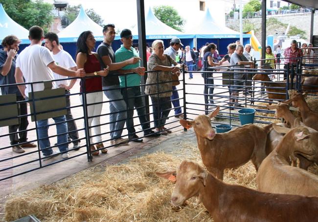 La cabra malagueña se reivindica en Casabermeja.