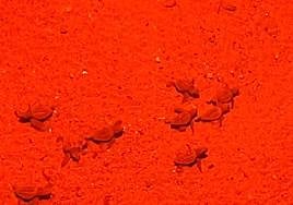 Nacen 39 tortugas bobas en el nido de Marbella protegido desde hace dos meses