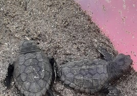 Nuevas tortugas bobas en Marbella.