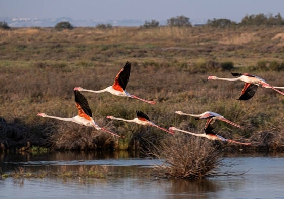 El humedal de Veta la Palma alberga cada año a aves de 1.200 especies.