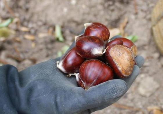 Asaja alerta de pérdida de más del 80% de la producción de castaña en el Valle del Genal