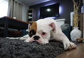 Este es el tiempo máximo que se puede dejar solas a las mascotas en casa