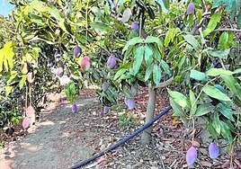 Finca de mangos de la variedad Osteen, la mayoritaria en la comarca de la Axarquía.