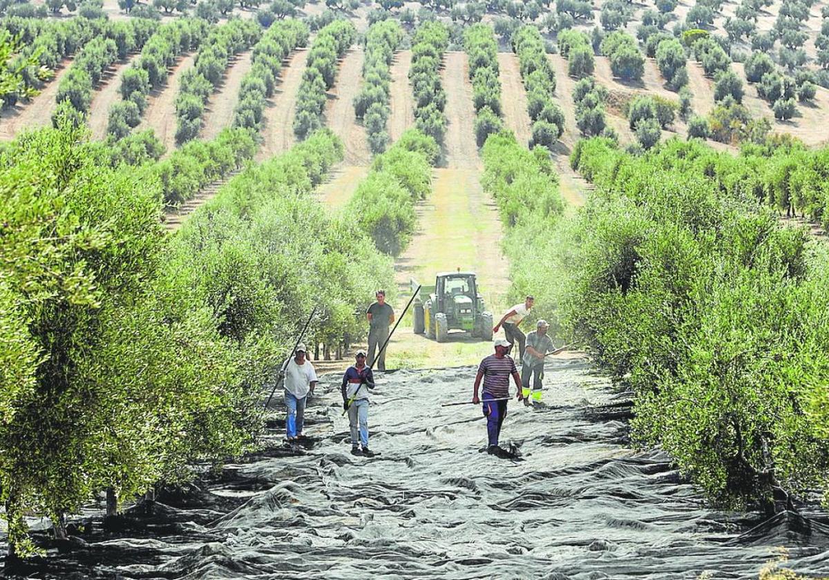 Más de 300 agricultores se dan cita en la XIX la Jornada Técnica de Olivar de ASAJA Málaga