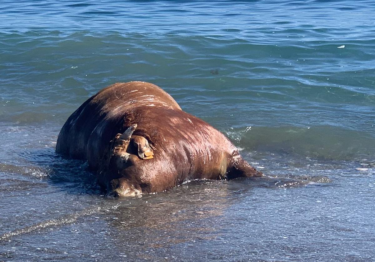 Imagen del animal en la orilla de la playa de Chilches.