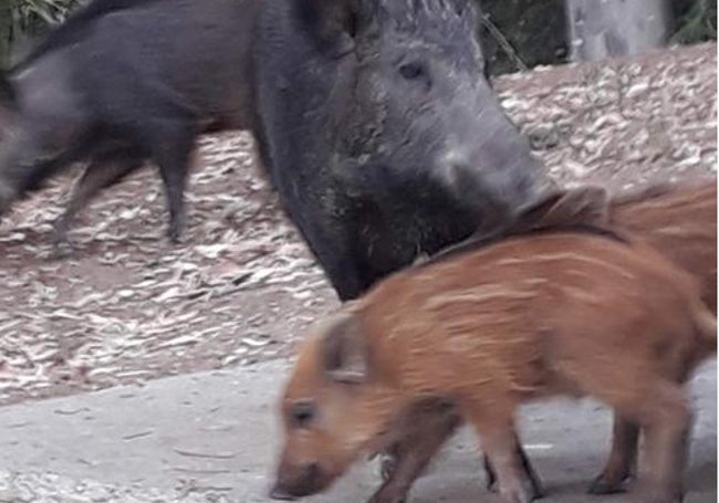 Jabalíes en la urbanización Torrenueva.