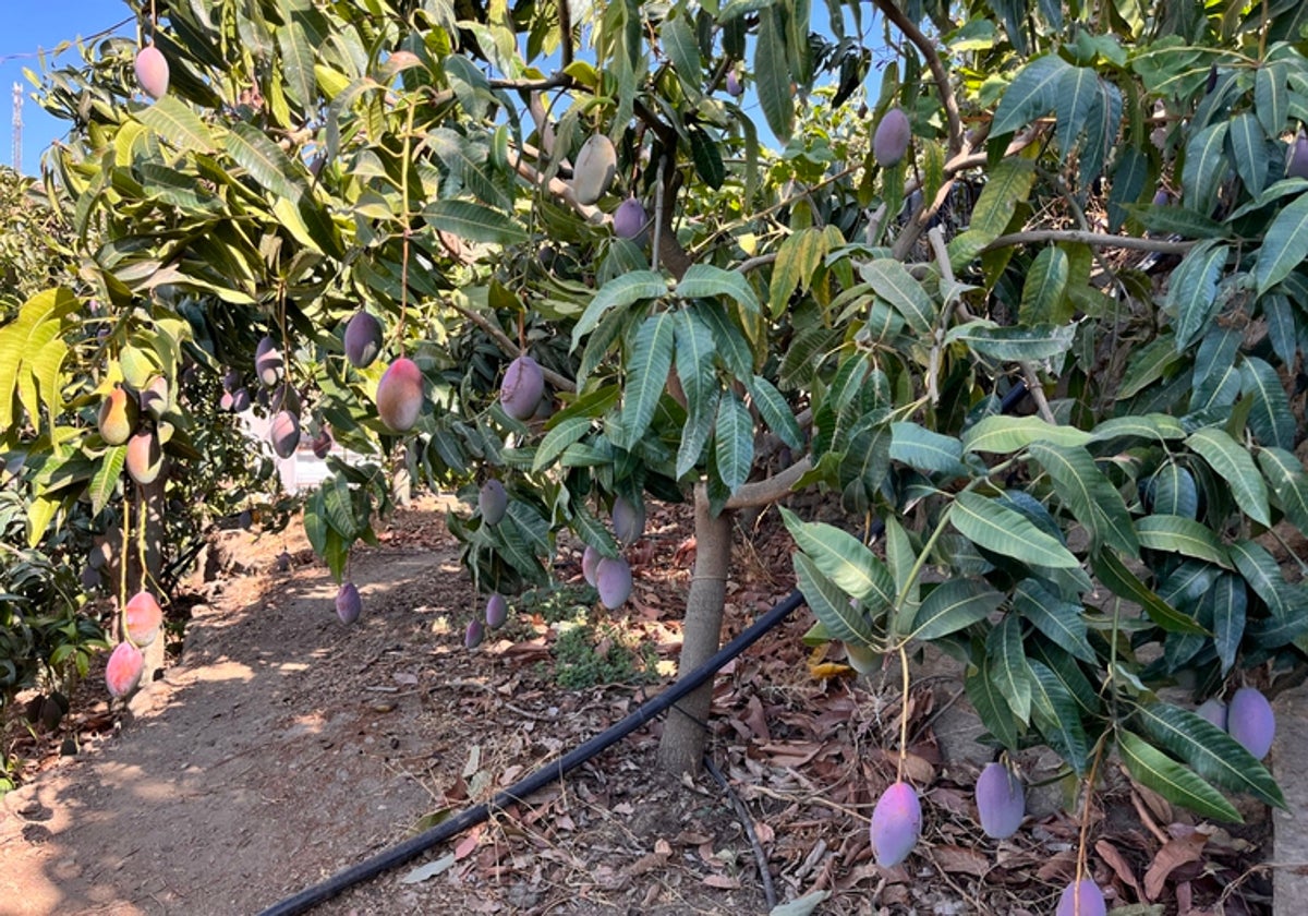 Los Economistas de Málaga ven inviable mantener el cultivo de mangos y aguacates en sequía