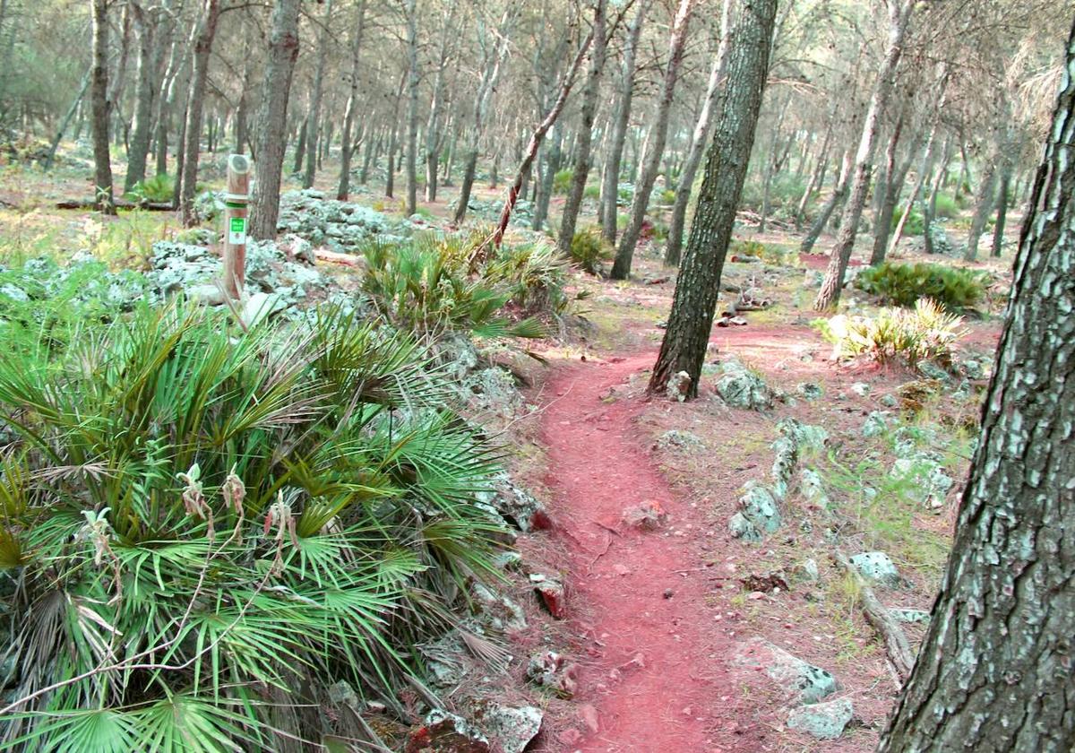 Sendero Las Allanadas, una ruta entre pinares frondosos por la sierra Sur sevillana