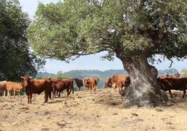 Expertos afirman que la sequía y el calor elevan los costes de los ganaderos y favorecen las enfermedades animales